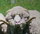 sheepindex.jpg